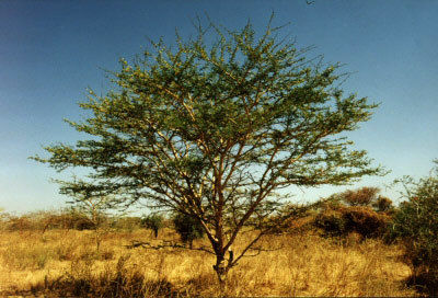 Acacia Senegal Seeds - Drought Resistant, 15-30 Feet Height, Suitable for Medicinal and Food Additives