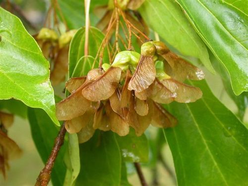 Acer Buergeranum (Trident Maple) Seeds