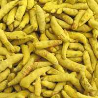 Turmeric Finger