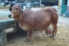 Healthy Adult Sahiwal Cow for Dairy
