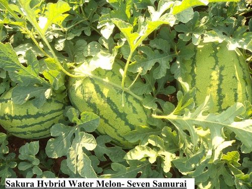 F1 Aditya Hybrid Water Melon Seeds