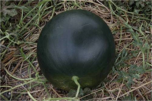 F1 Black Diamond Hybrid Water Melon Seeds