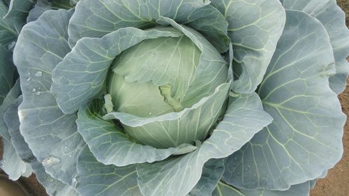 F1 Green Ball Hybrid Cabbage Seeds