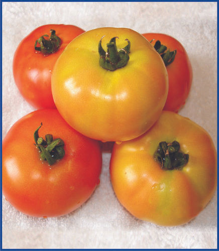 F1 Orion Hybrid Tomato Seeds