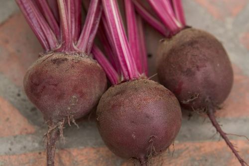 F1 Red Ball Hybrid Beet Root Seeds