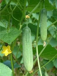 F1 Saloni Hybrid Cucumber Seed