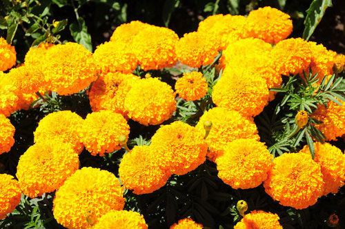 F1 Samson Hybrid Marigold Seeds
