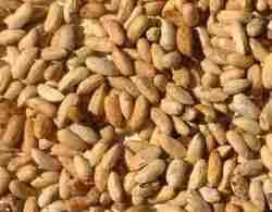 Yellow Neem Seed