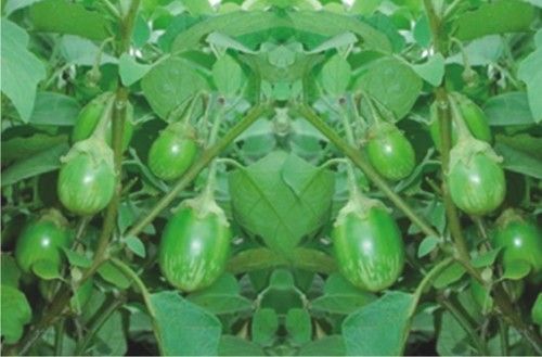 Opal F1 Hybrid Brinjal Seeds