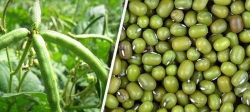 Rudra Green Gram Hybrid Seeds