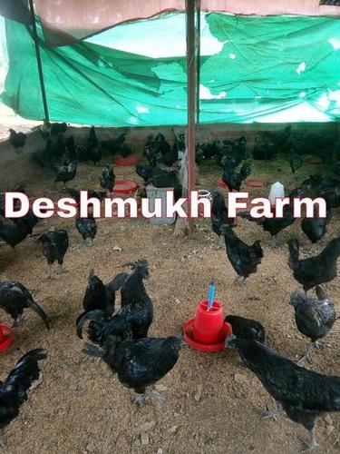 Kadaknath Chicken