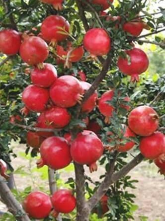 Pomegranate Plants - 6-12 Feet Tall, Fast Growth and Full Sun Exposure, Rich in Potassium and Antioxidants