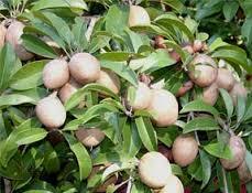 Thai KG Custard Apple Plant