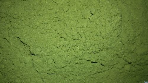 Moringa Leaves Powder