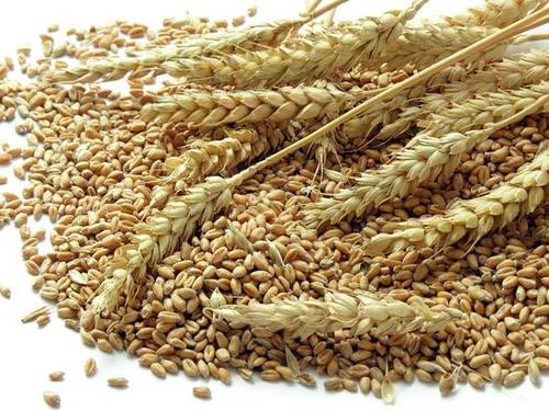 Indian Origin Wheat