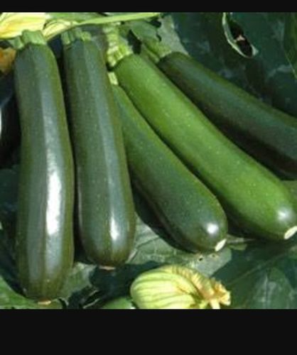 Cucumber