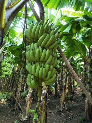 Fresh Cavendish Banana - 13 Kg Box, 10 Plus Size, Green Color, Common Cultivation Type