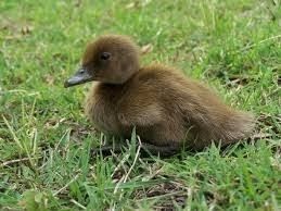 Khakhi Combell Duckling