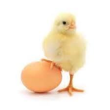 Poultry Farm Chicks - Premium Quality Hatchlings | High Nutritional Value, Job Creation Opportunities