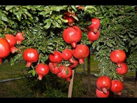 Fresh Pomegranate