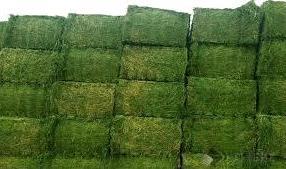 Alfalfa Hay - Premium Quality, Nutrient-Rich For Optimal Animal Feeding