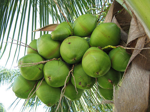  ताजा नारियल