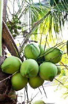 Green Coconut