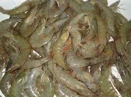 Frozen Vannamei Shrimps - Premium Quality, Moisture-Resistant Packaging | Strong Flavor, Long-Lasting Aroma