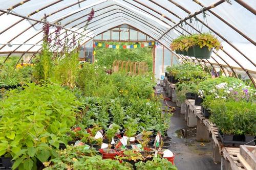 Nursery Plants