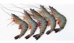 Black Tiger Shrimps - 10-50 kg Pack Size | Premium Quality Seafood for Restaurants