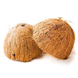Indian Coconut Shell