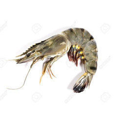 White Vannamei Shrimp