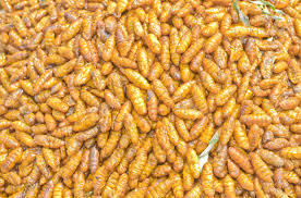 Silkworm Pupae