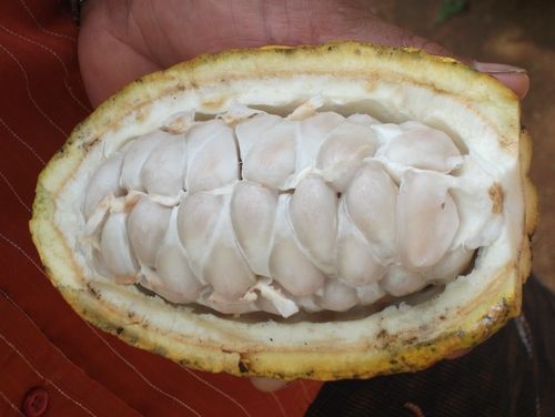 Organic Cocoa bean