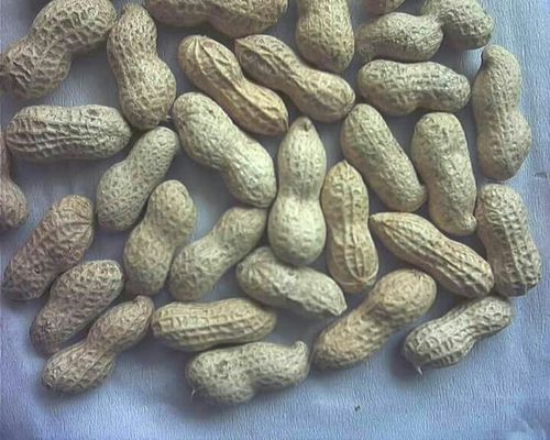 Premium Peanuts (Ground Nut) Broken (%): 5%