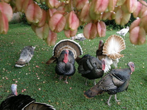 Turkey Chicks By Krishna turkey chick production