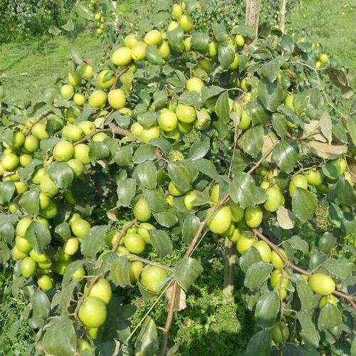 Apple Ber Plants