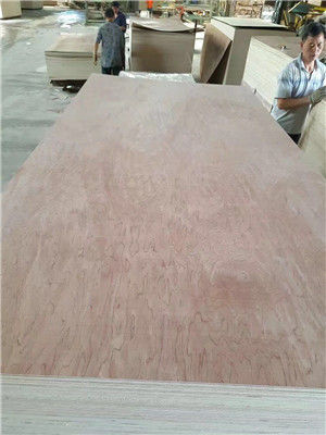 Bintangor Plywood Poplar Core E1/E0 Glue Furniture Use