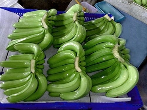 Green Fresh Cavendish Banana