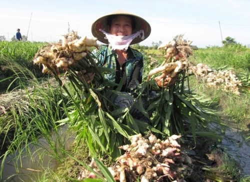 Fresh Ginger By Agricare Viet Nam Co., Ltd