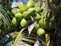 Coconuts