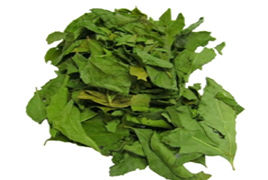 Neem Leaf