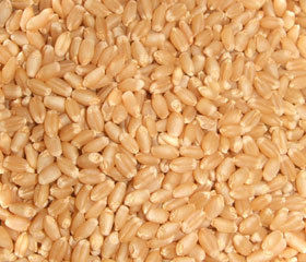 Best Quality Wheat