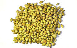 Coriander Seeds