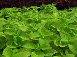 Coleus Extract Age Group: Adults