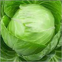 Fresh Cabbage