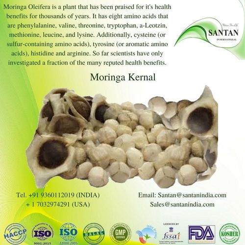 100% Natural Pharmaceutical Grade Moringa Oleifera Kernal