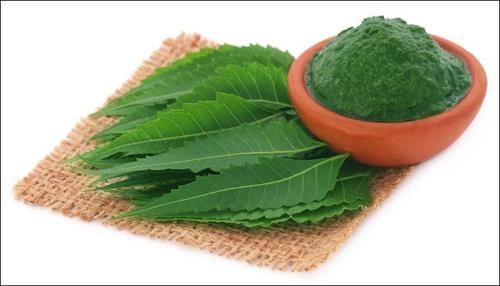 Fresh Neem Leaves