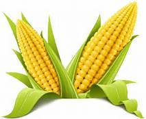 Organic Fresh Yellow Corn