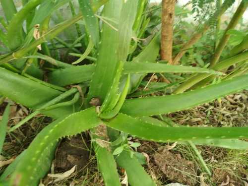 Herbal Aloe Vera Leaves